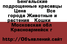 Бенгальские подрощенные красавцы. › Цена ­ 20 000 - Все города Животные и растения » Кошки   . Московская обл.,Красноармейск г.